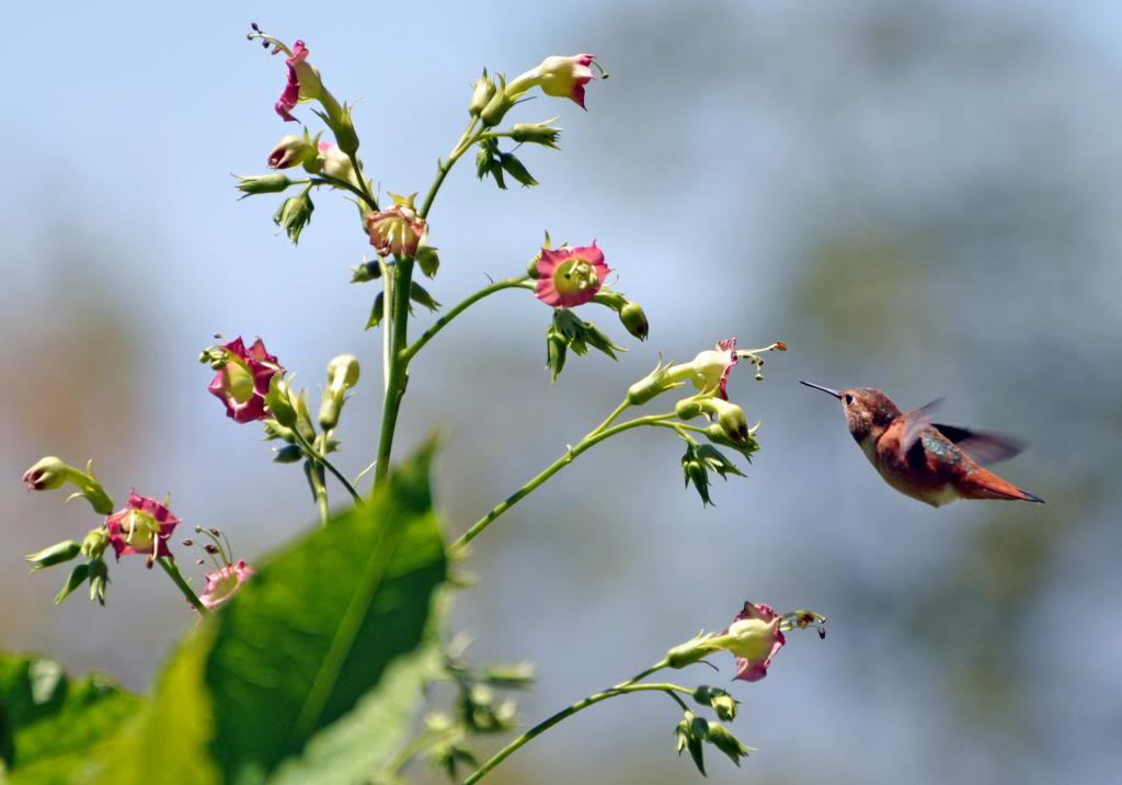 Nicotiana tomentosiformis
